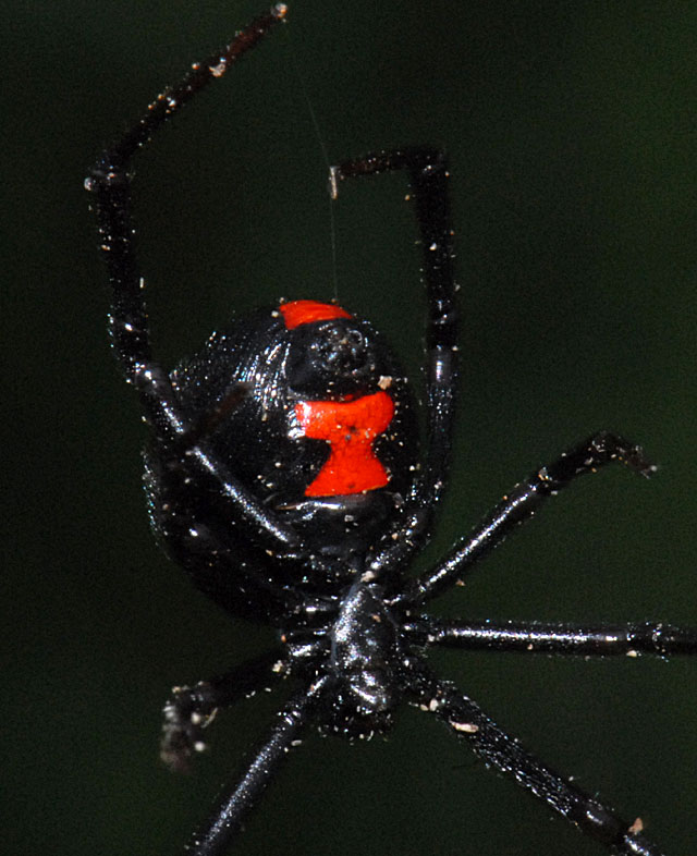 Black Widow Black Widow
